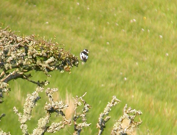 Collared Flycatcher