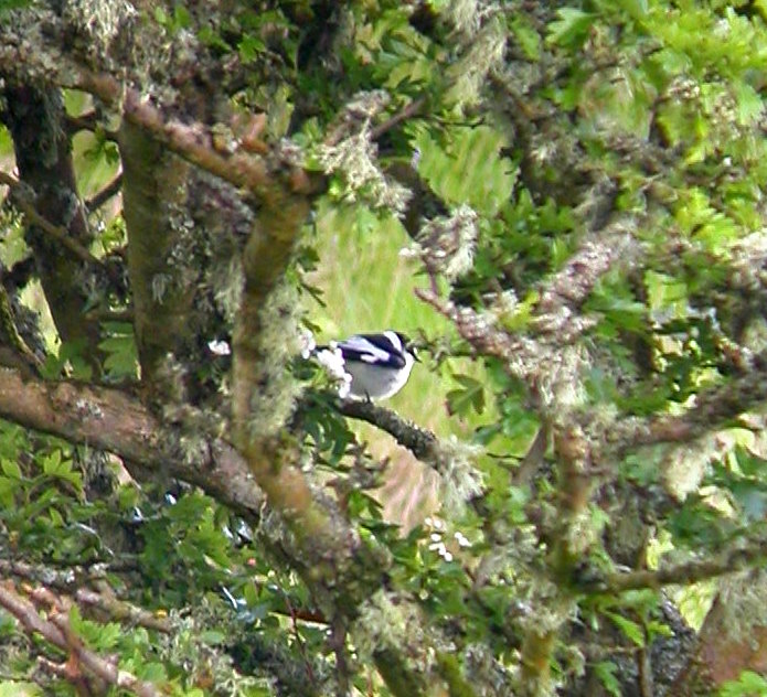 Collared Flycatcher