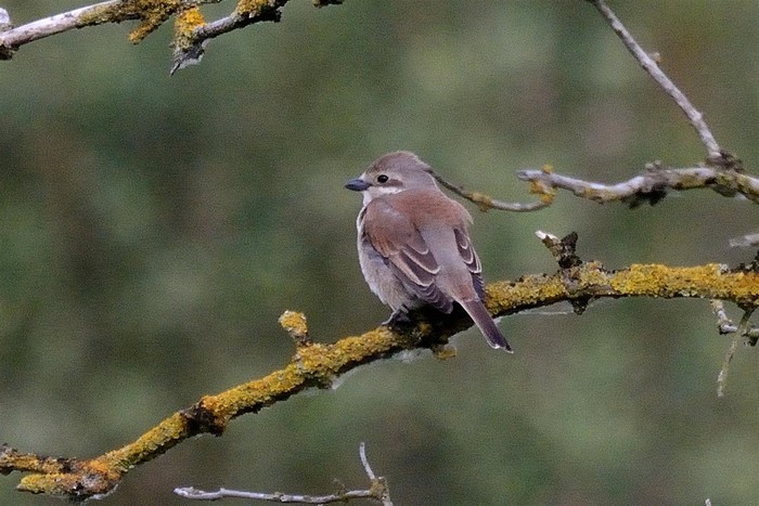 Red-backed Shrike