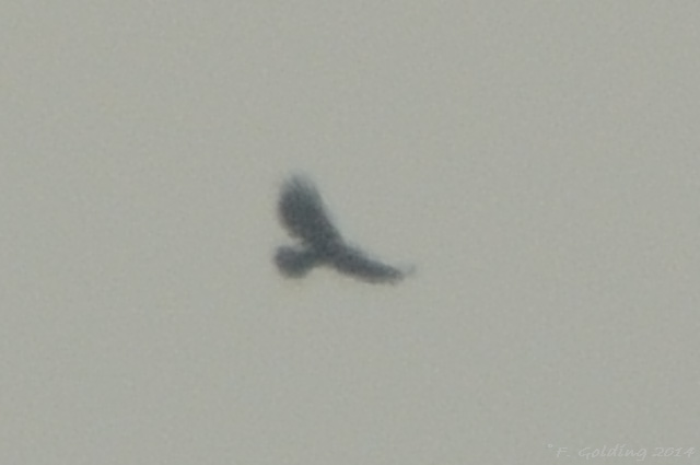 White-tailed Eagle