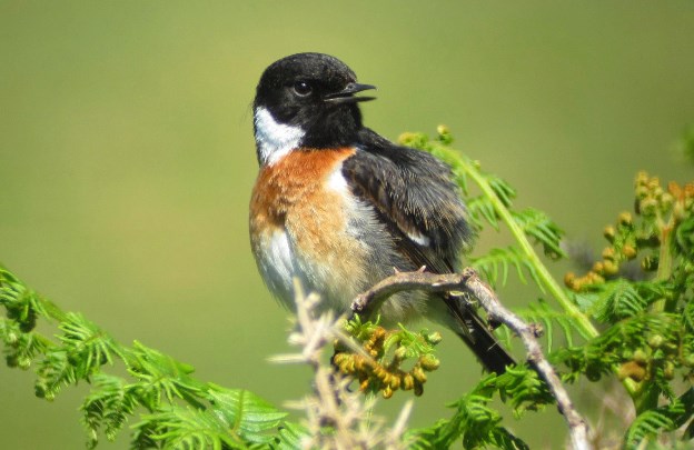 Stonechat