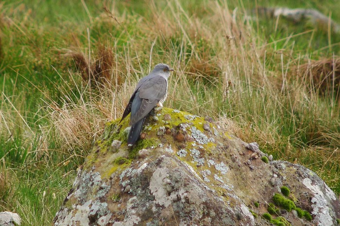 Cuckoo