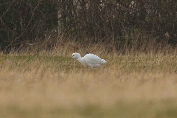 Cattle Egret