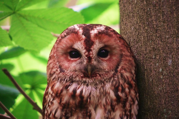 Tawny Owl