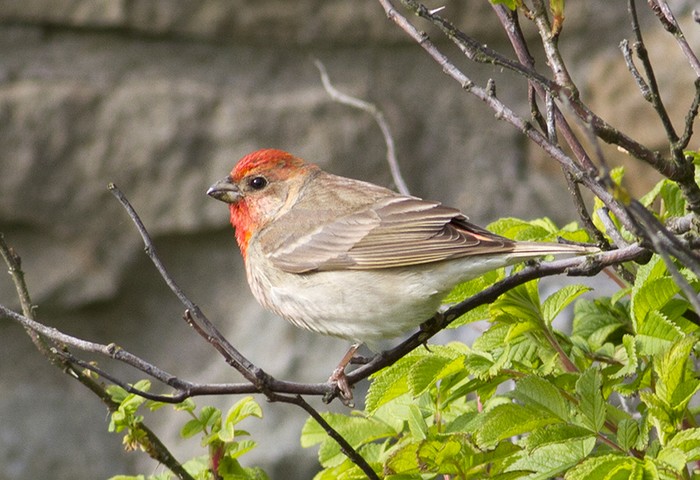 Common Rosefinch