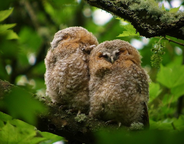 Tawny Owl
