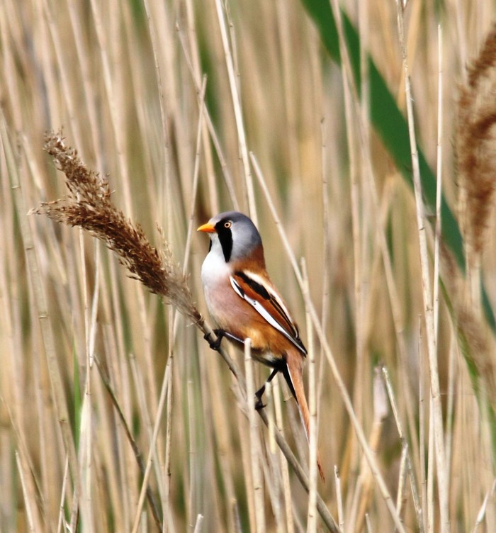 Bearded Tit