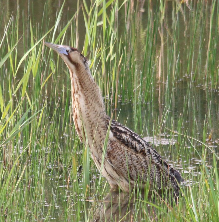 Bittern