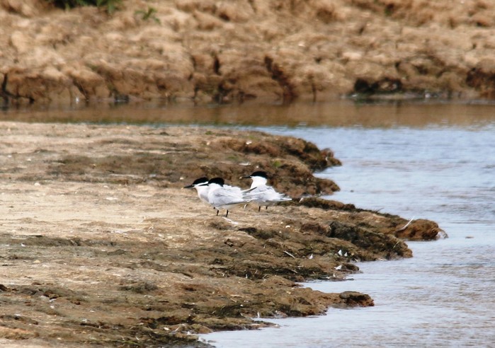 Sandwich Tern