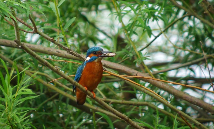 Kingfisher
