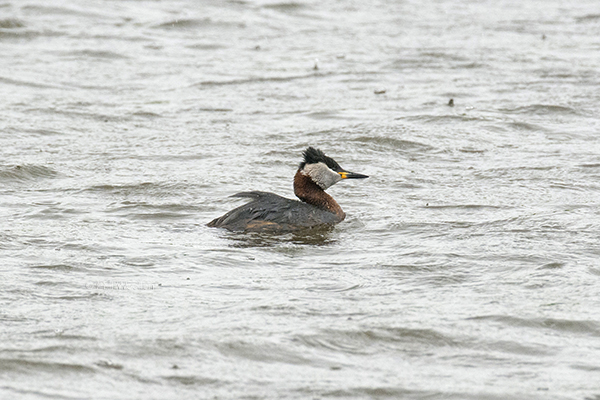 Red-necked Grebe