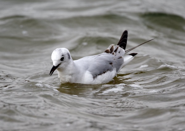 Bonaparte's Gull