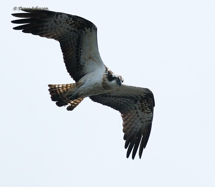 Osprey