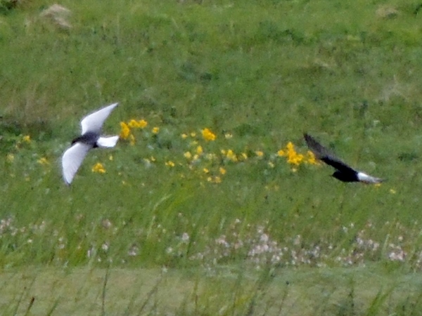 White-winged Black Tern