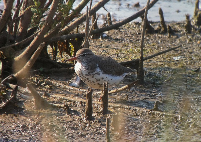 Spotted Sandpiper