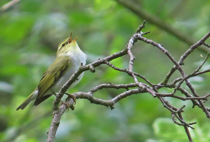 Wood Warbler