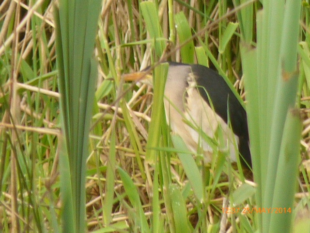 Little Bittern
