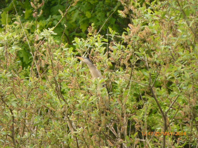 Little Bittern
