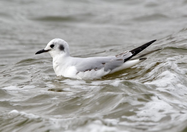 Bonaparte's Gull