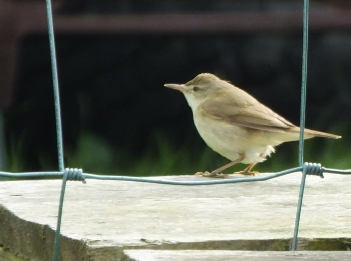 Blyth's Reed Warbler