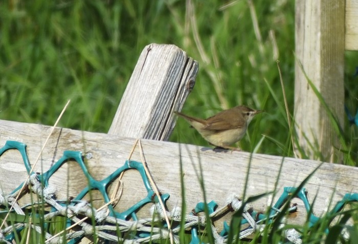 Blyth's Reed Warbler