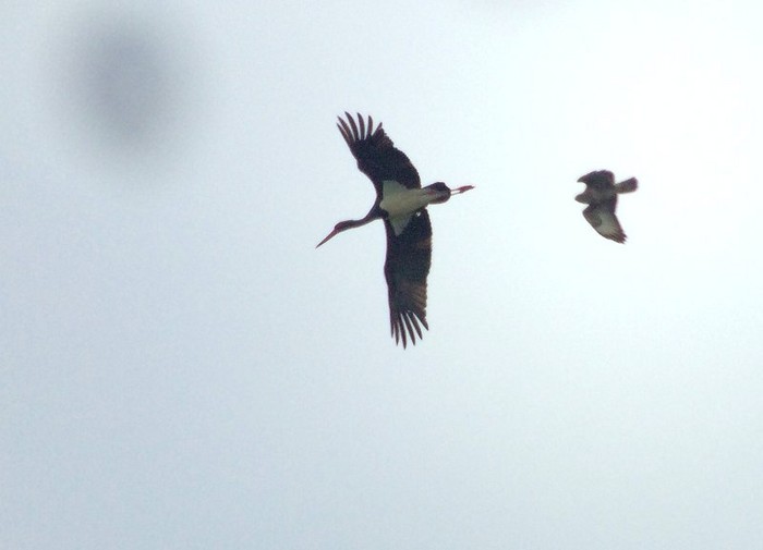 Black Stork