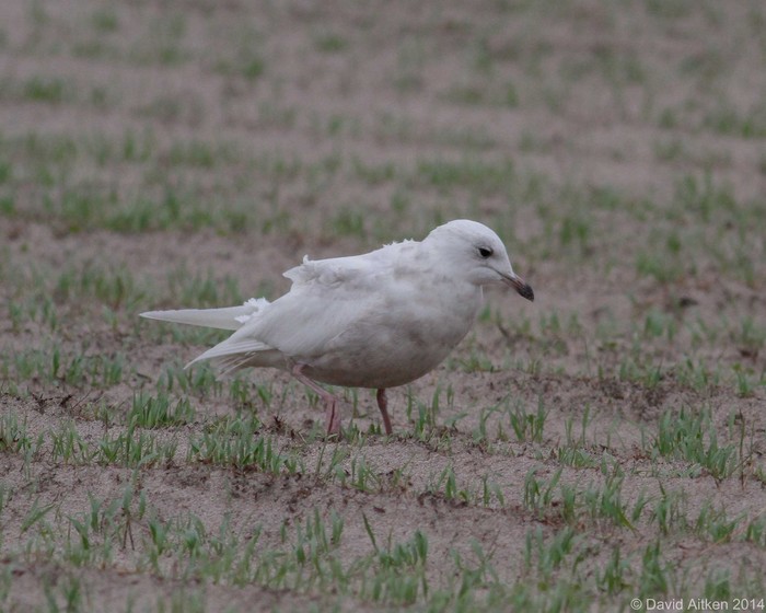 Iceland Gull
