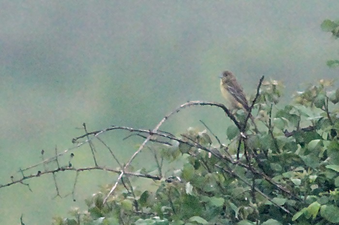 Black-headed Bunting
