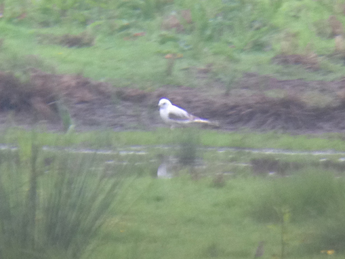 Ross's Gull