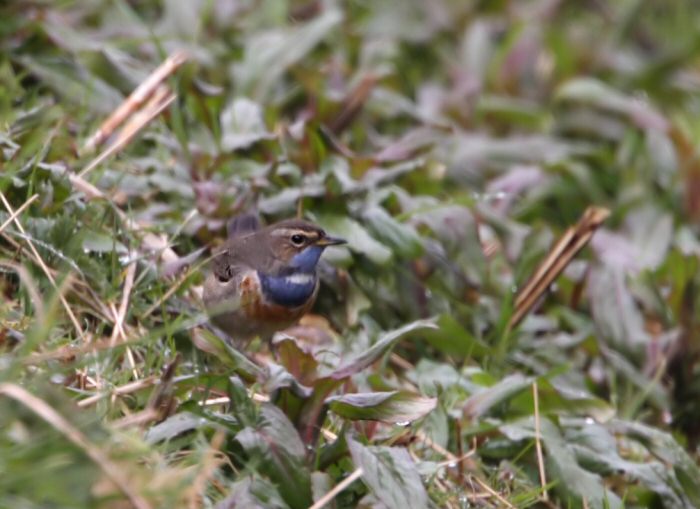 White-spotted Bluethroat