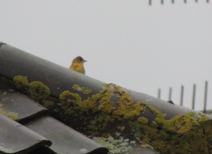 Black-headed Bunting