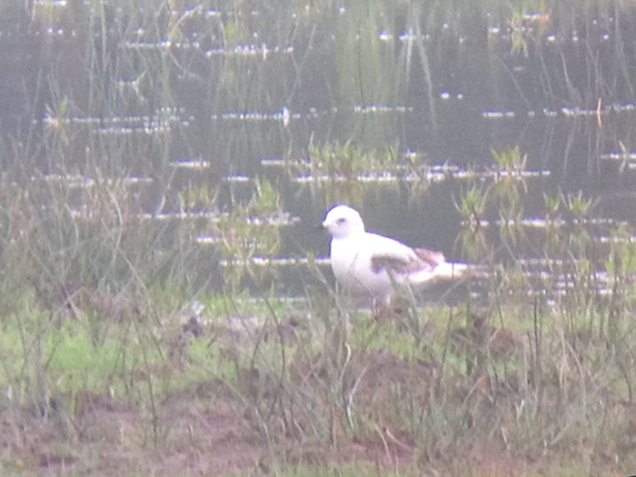 Ross's Gull