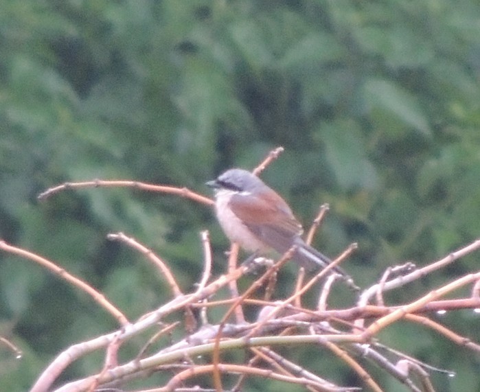 Red-backed Shrike