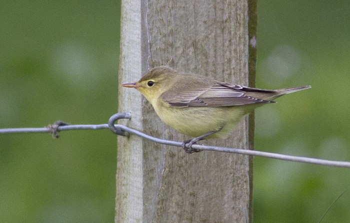 Icterine Warbler
