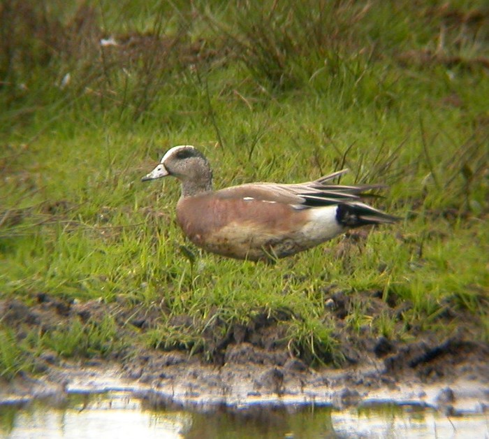 American Wigeon