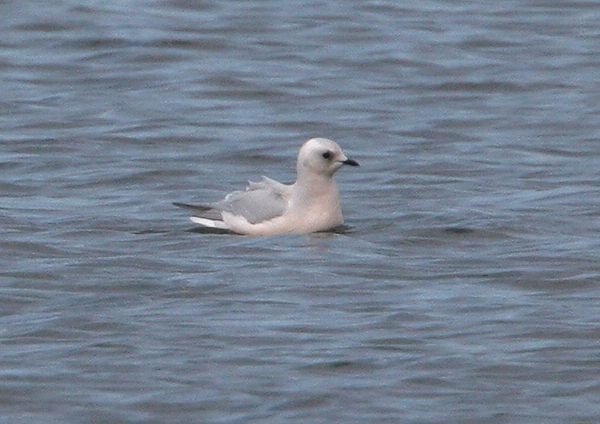 Ross's Gull