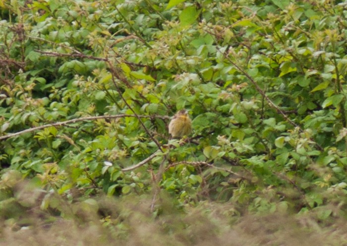 Black-headed Bunting