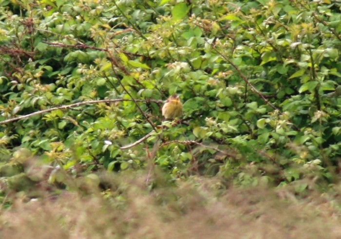 Black-headed Bunting