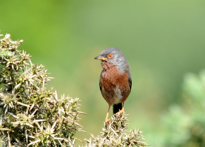 Dartford Warbler
