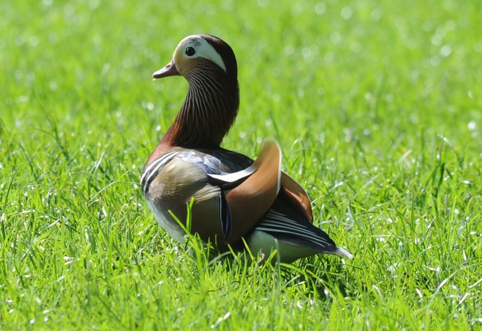 Mandarin
