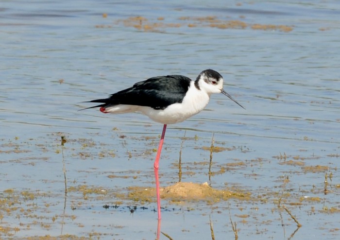 Black-winged Stilt