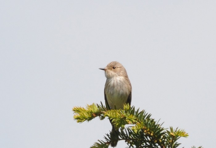 Spotted Flycatcher