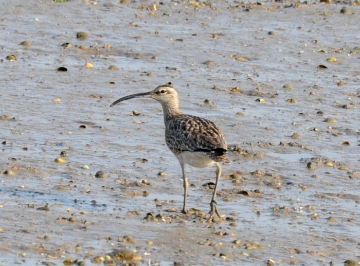 Whimbrel