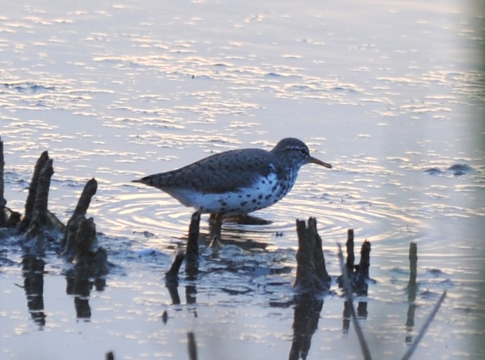 Spotted Sandpiper