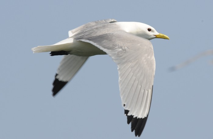 Kittiwake