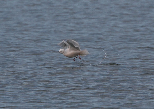 Ross's Gull