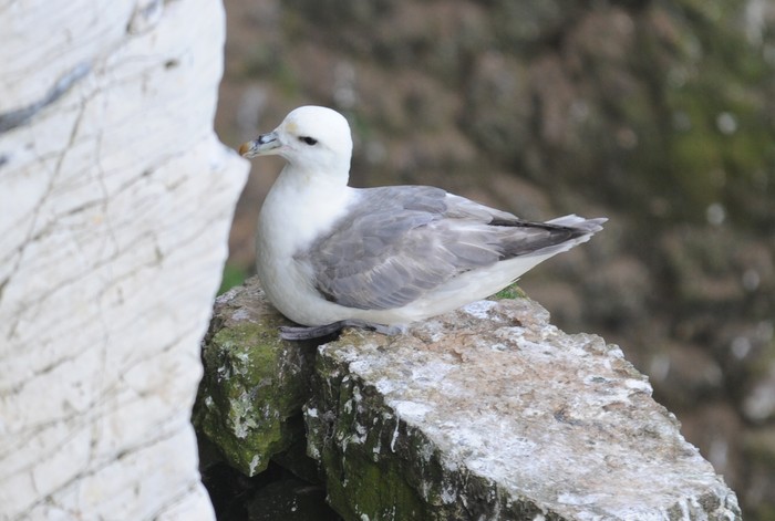Fulmar