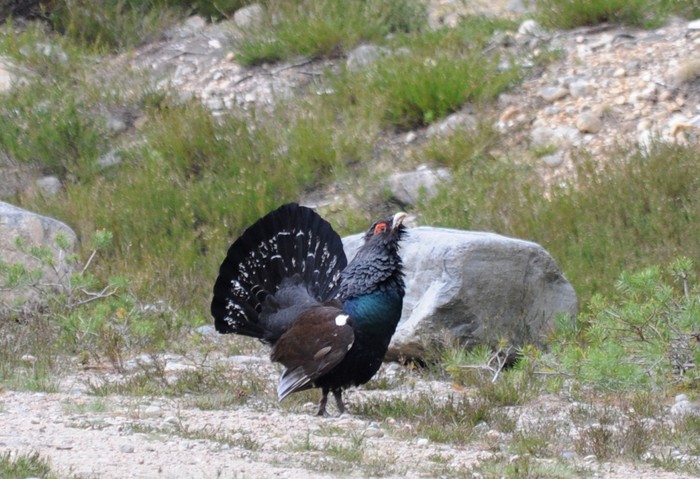 Capercaillie