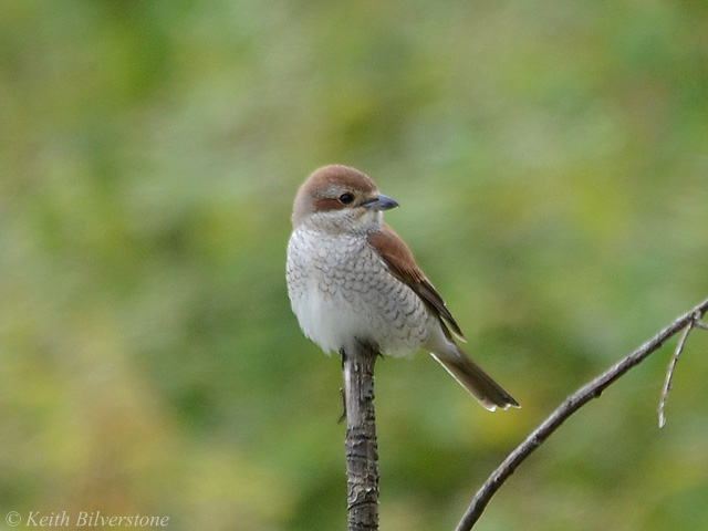 Red-backed Shrike