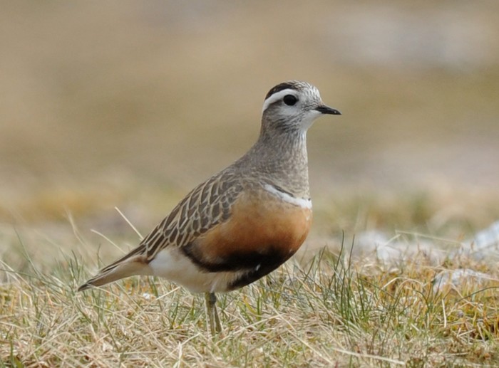 Dotterel